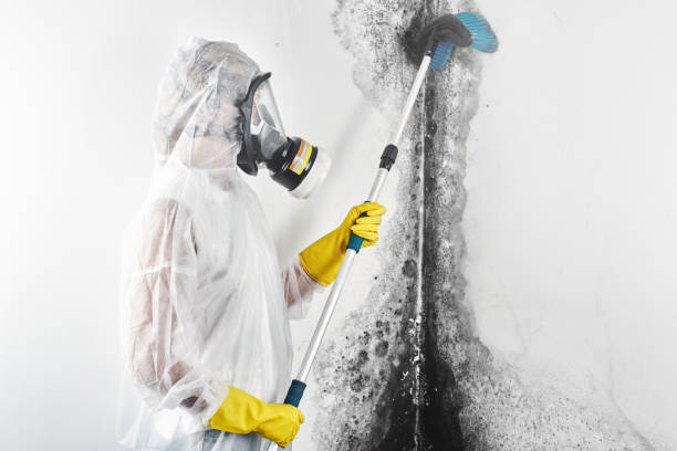Dehumidification Services in Las Lomas, CA