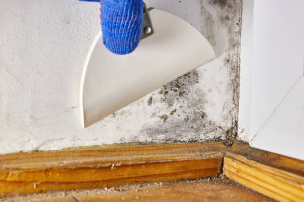 Best Emergency Mold Remediation  in Las Lomas, CA