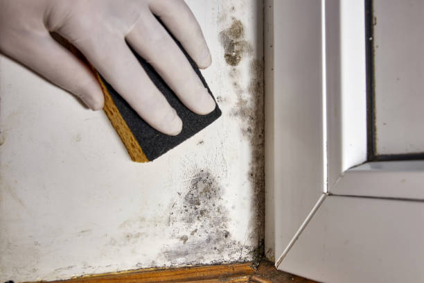Best Mold Remediation for Vacation Homes  in Las Lomas, CA
