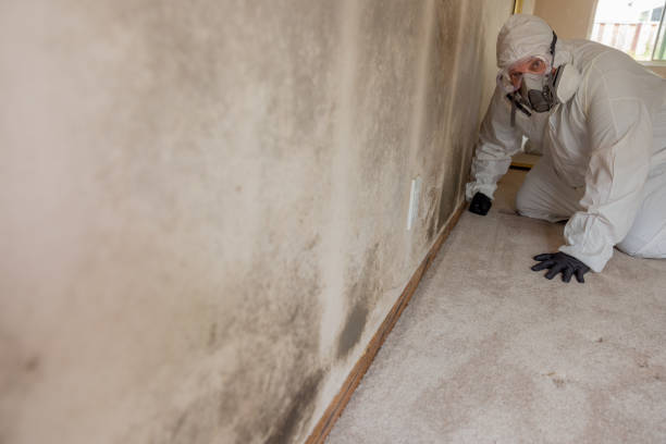 Environmental Consulting for Mold Prevention in Las Lomas, CA